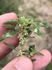 Amaranthus polygonoides