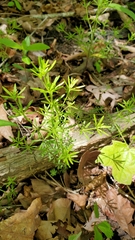 Galium concinnum