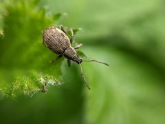 Peritelus sphaeroides