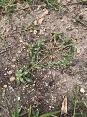 Amaranthus polygonoides