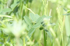 Tettigonia viridissima