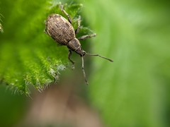 Peritelus sphaeroides