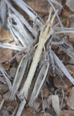 Eupnigodes sierranus