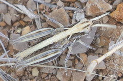 Eupnigodes sierranus