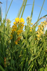 Crotalaria globifera