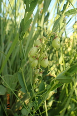 Crotalaria globifera