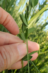 Crotalaria globifera