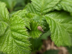 Peritelus sphaeroides