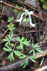 Corydalis angustifolia