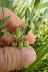 Crotalaria globifera