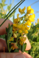 Crotalaria globifera