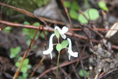 Corydalis angustifolia