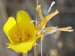 Calochortus clavatus