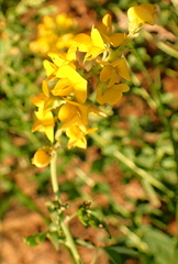 Crotalaria globifera