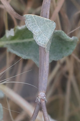 Chlorochlamys appellaria