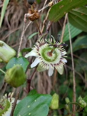 Passiflora cuspidifolia