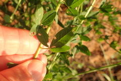 Crotalaria globifera