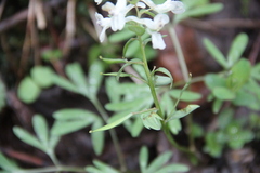 Corydalis angustifolia