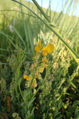 Crotalaria globifera