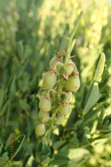 Crotalaria globifera