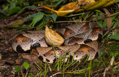 Deinagkistrodon acutus