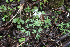 Corydalis angustifolia