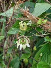 Passiflora cuspidifolia
