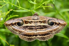 Spirama