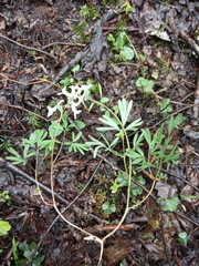 Corydalis angustifolia