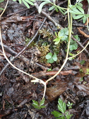 Corydalis angustifolia