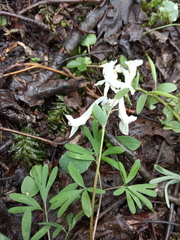 Corydalis angustifolia