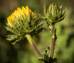 Berkheya multijuga