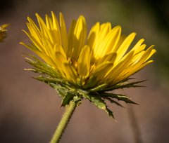 Berkheya multijuga
