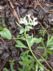 Corydalis angustifolia
