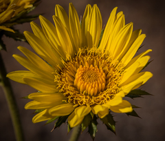 Berkheya multijuga