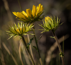 Berkheya multijuga