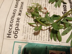 Corydalis angustifolia