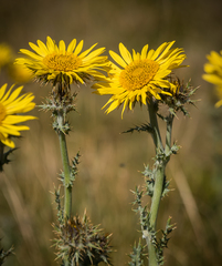 Berkheya multijuga