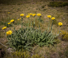 Berkheya multijuga