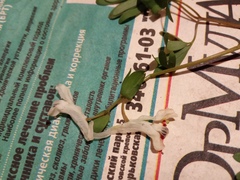 Corydalis angustifolia