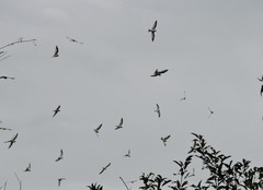 Chordeiles rupestris