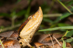 Deinagkistrodon acutus