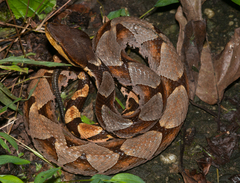 Deinagkistrodon acutus