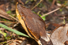 Deinagkistrodon acutus