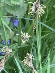 Carex hirta