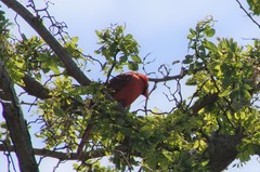Cardinalis cardinalis