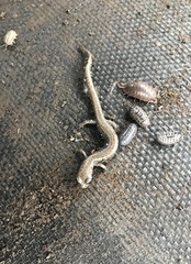 Batrachoseps pacificus