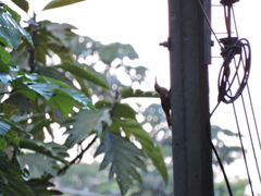 Xiphorhynchus guttatus