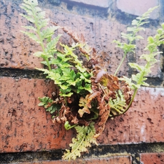 Asplenium adiantum-nigrum