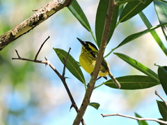 Todirostrum chrysocrotaphum